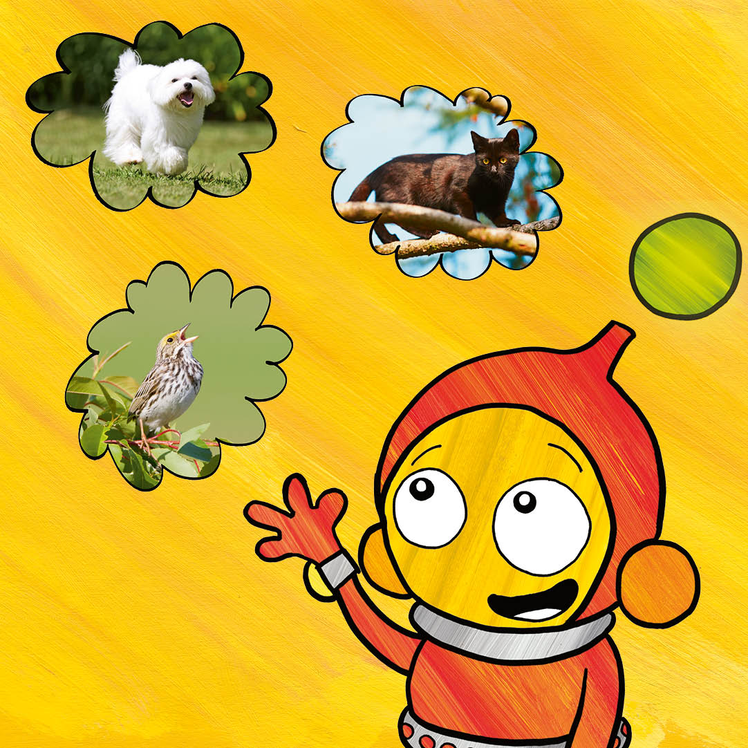 Ziggy’s thought bubbles showing a white dog, a black cat and a small brown bird
