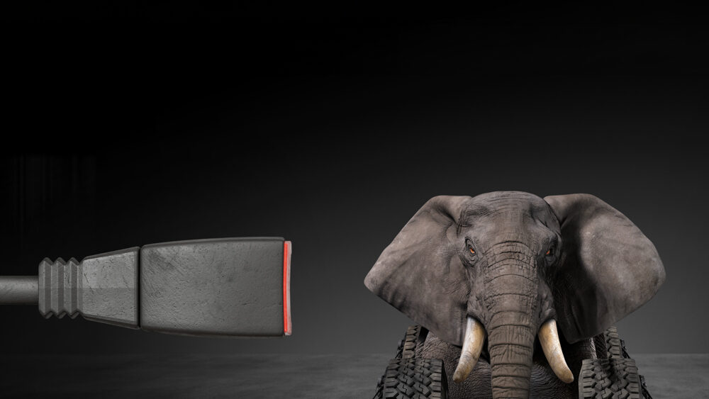 Elephanr and seatbelt