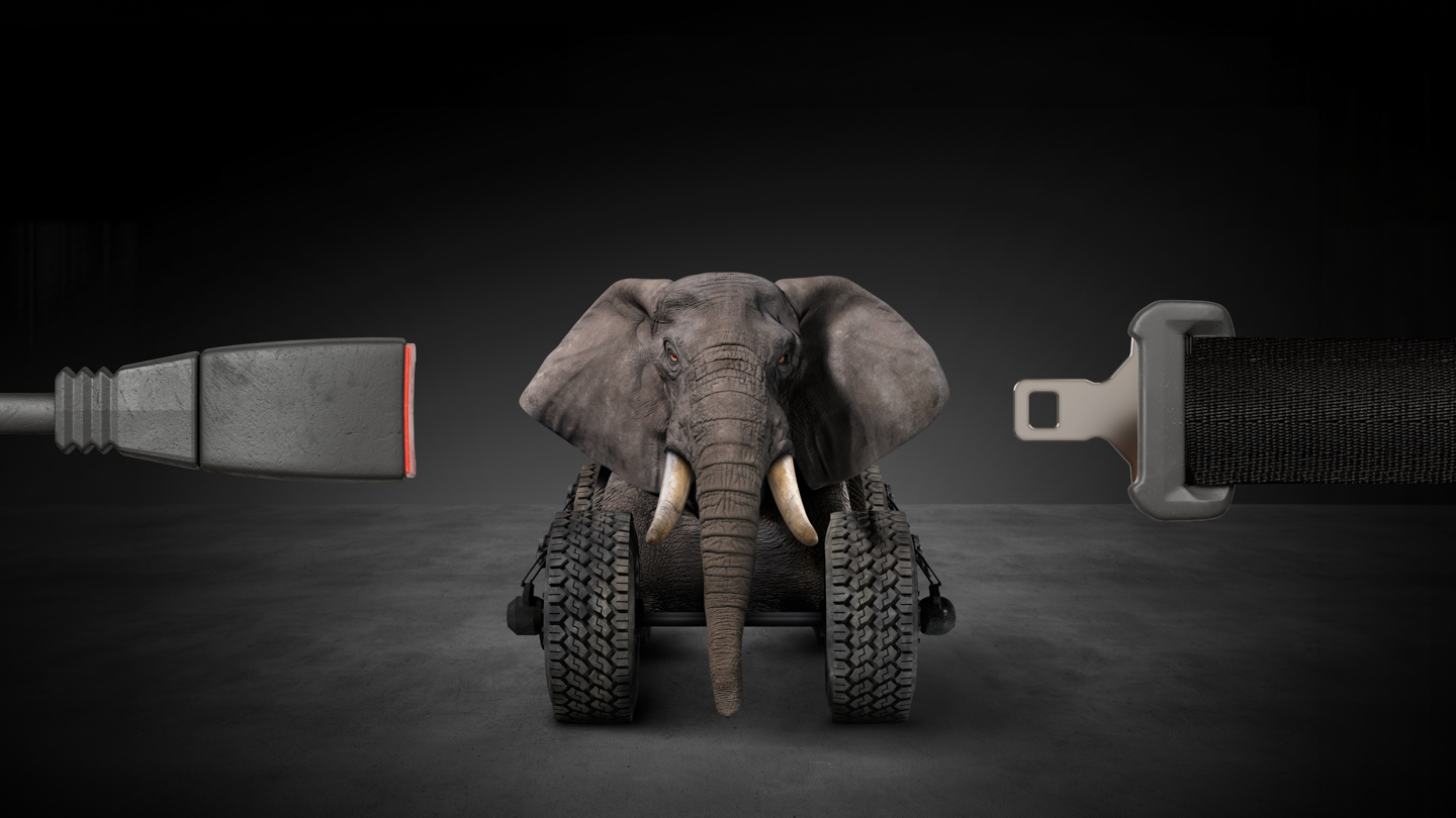 Elephanr and seatbelt